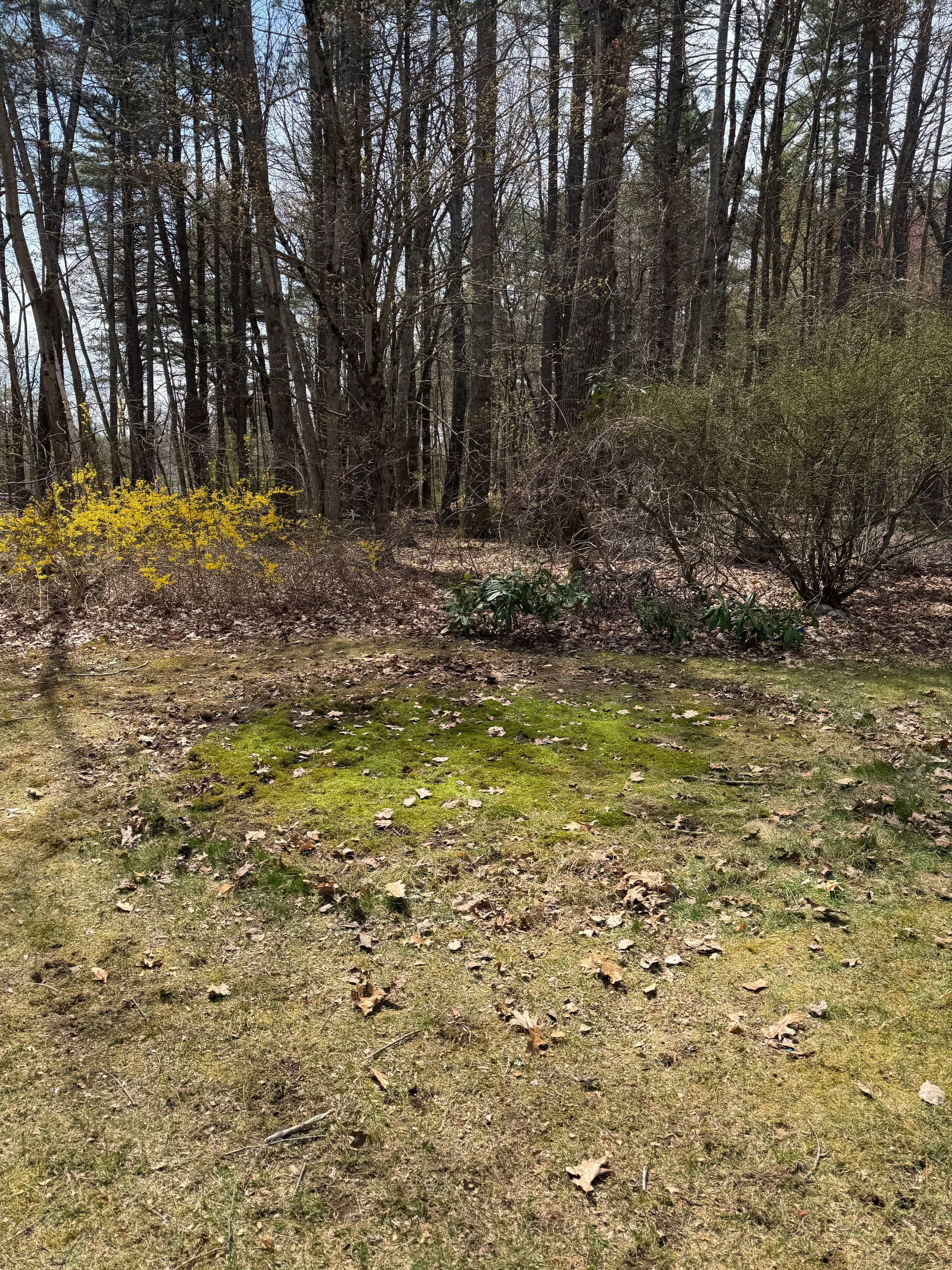Gallery photos for Backyard Cleanout - Trampoline, Patio Furniture, and More Gone: Image #4
