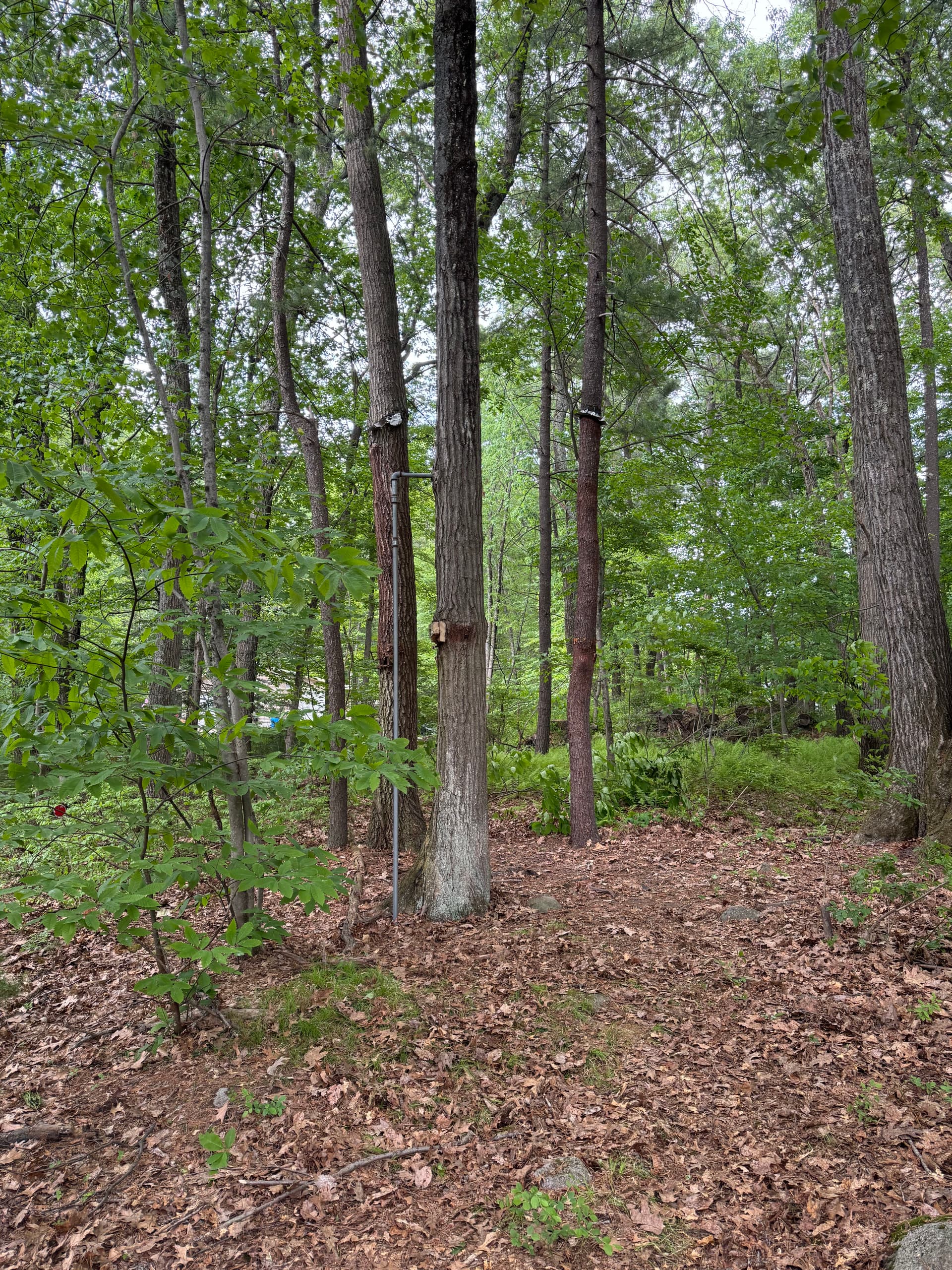 Gallery photos for Old Treehouse Torn Down and Hauled Away in Chelmsford: Image #1
